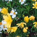 Osteospermum ecklonis 'Voltage jaune'